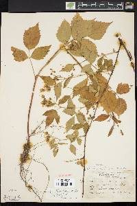 Rubus flagellaris image