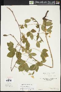 Rubus enslenii image