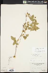 Rubus enslenii image