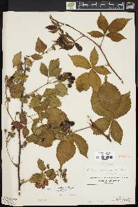 Rubus frondosus image