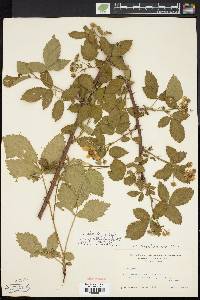 Rubus frondosus image