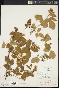 Rubus frondosus image