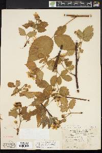 Rubus frondosus image