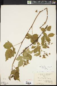 Rubus frondosus image