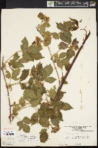 Rubus frondosus image