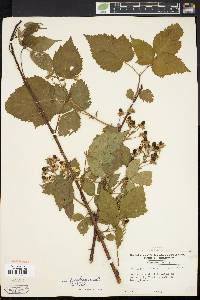 Rubus frondosus image