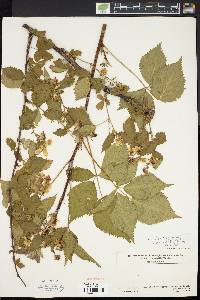 Rubus frondosus image