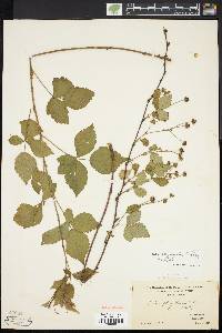 Rubus injunctus image