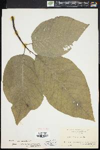 Magnolia acuminata image