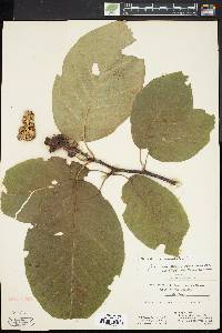 Magnolia acuminata image