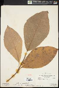 Magnolia acuminata image