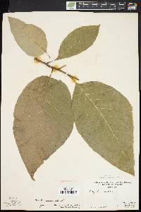 Magnolia acuminata image