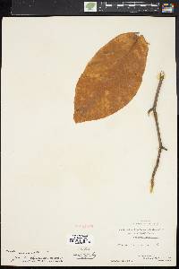 Magnolia acuminata image