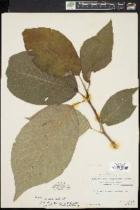 Magnolia acuminata image