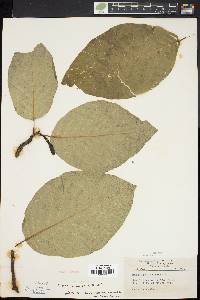 Magnolia acuminata image