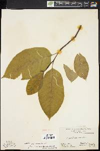 Magnolia acuminata image