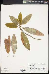 Magnolia virginiana image