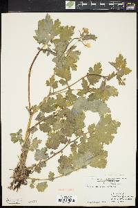 Chelidonium majus image