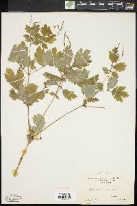 Chelidonium majus image