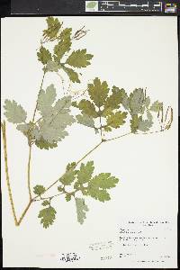 Chelidonium majus image