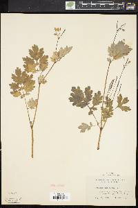 Chelidonium majus image