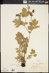 Chelidonium majus image