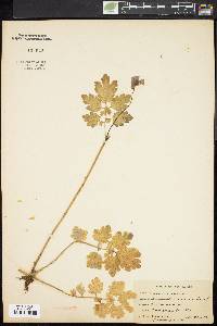 Chelidonium majus image