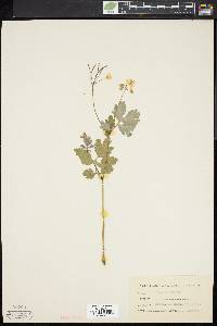 Chelidonium majus image