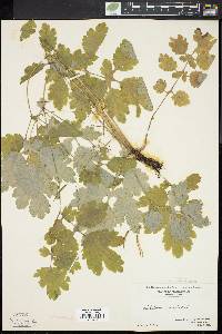 Chelidonium majus image