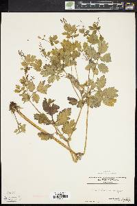 Chelidonium majus image