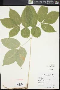 Aralia nudicaulis image