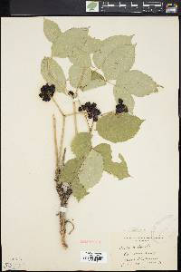 Aralia nudicaulis image