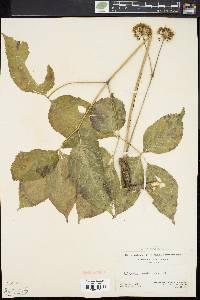 Aralia nudicaulis image