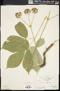 Aralia nudicaulis image