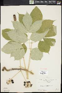 Aralia nudicaulis image