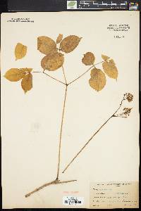 Aralia nudicaulis image