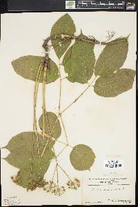 Aralia nudicaulis image