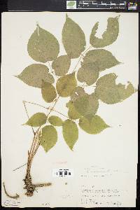 Aralia nudicaulis image