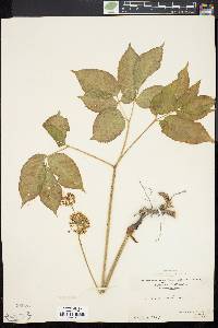 Aralia nudicaulis image