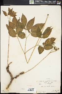 Aralia nudicaulis image