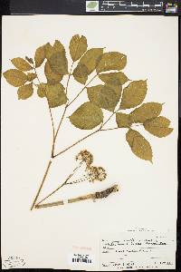 Aralia nudicaulis image