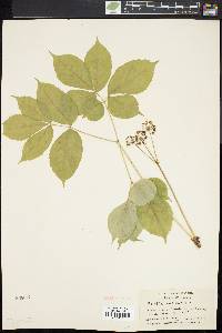 Aralia nudicaulis image