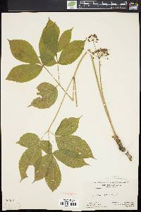 Aralia nudicaulis image