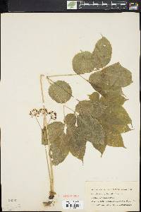 Aralia nudicaulis image