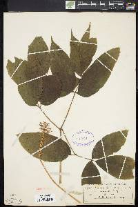 Aralia nudicaulis image