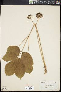 Aralia nudicaulis image