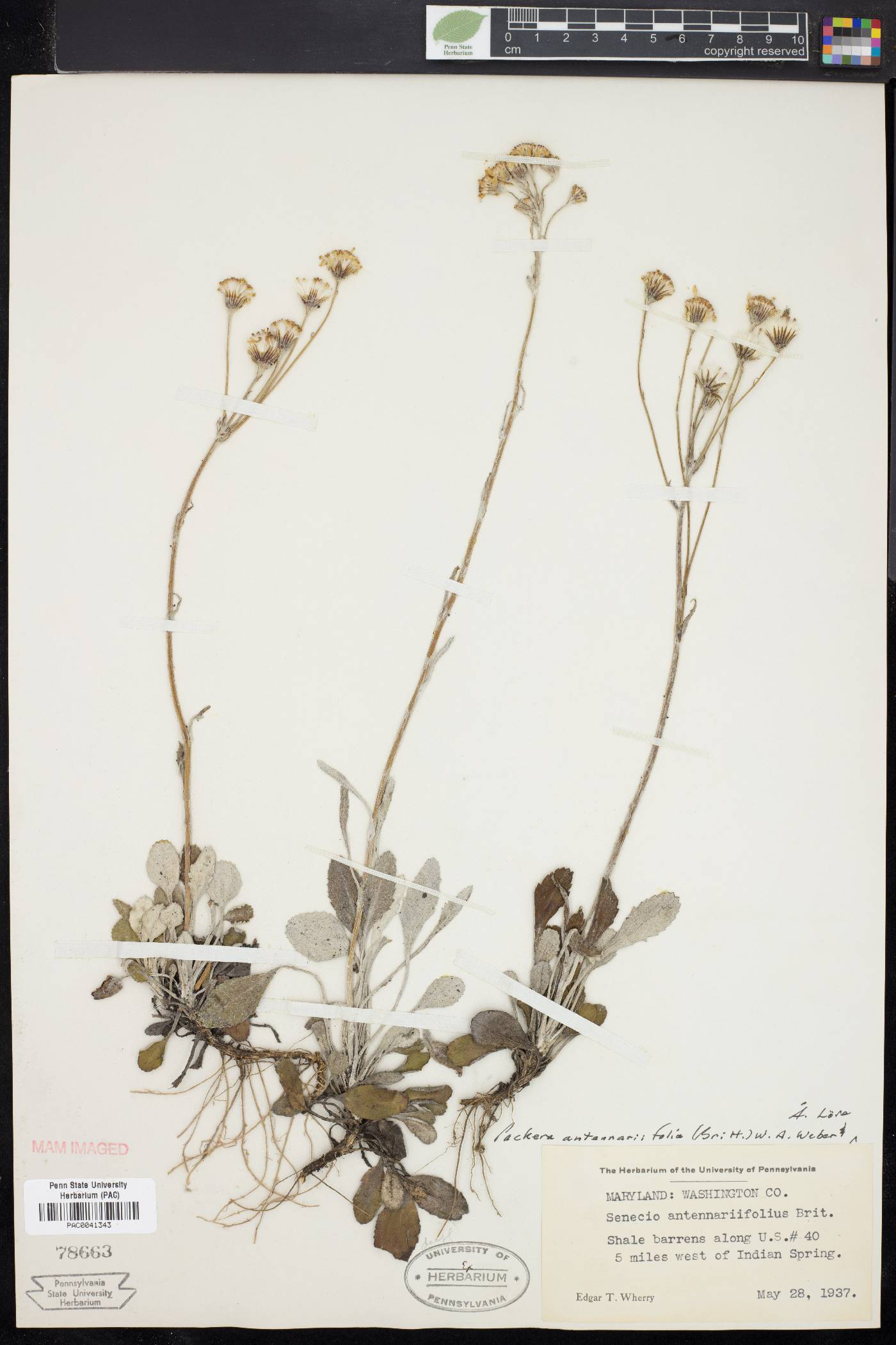 Packera antennariifolia image