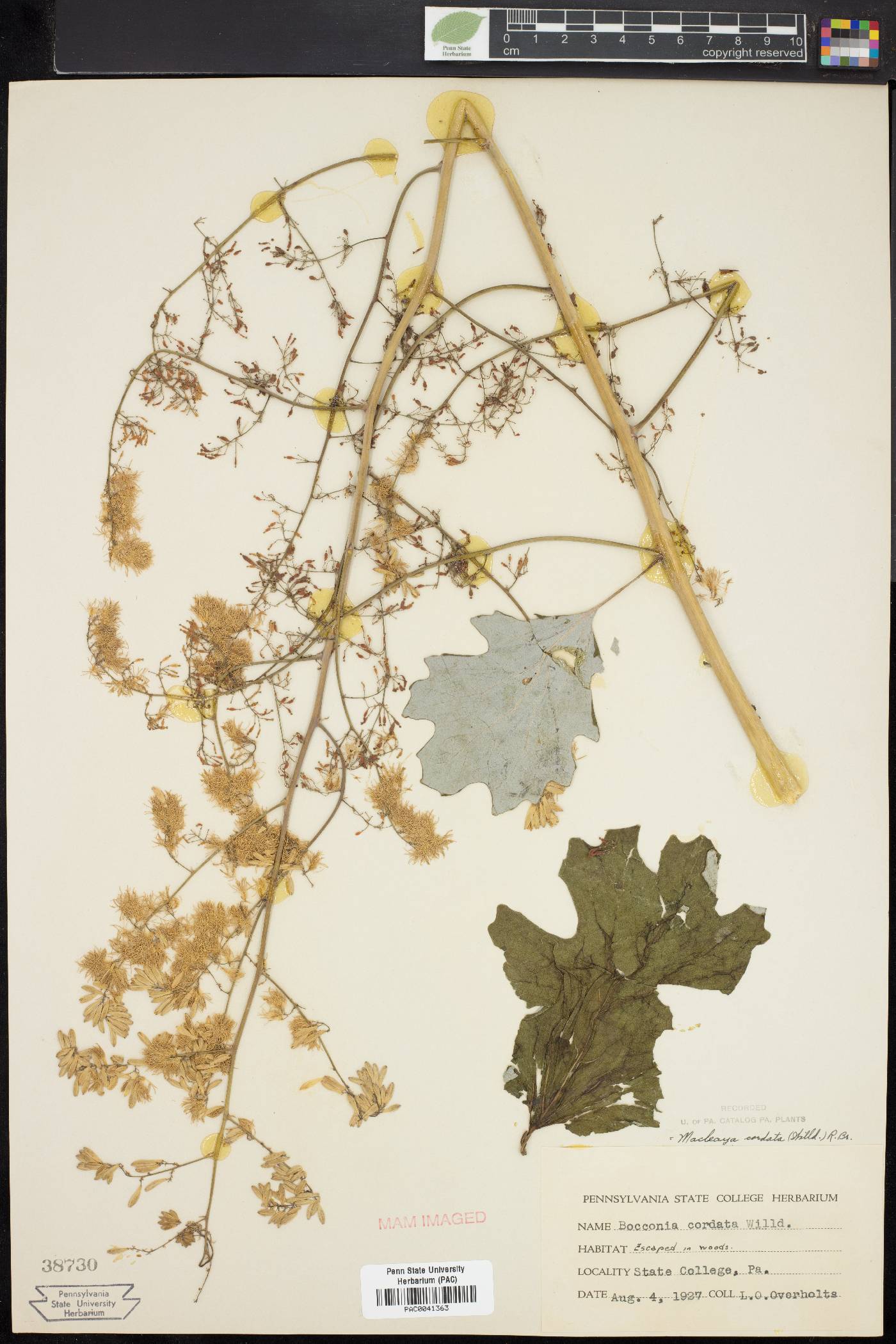 Macleaya cordata image