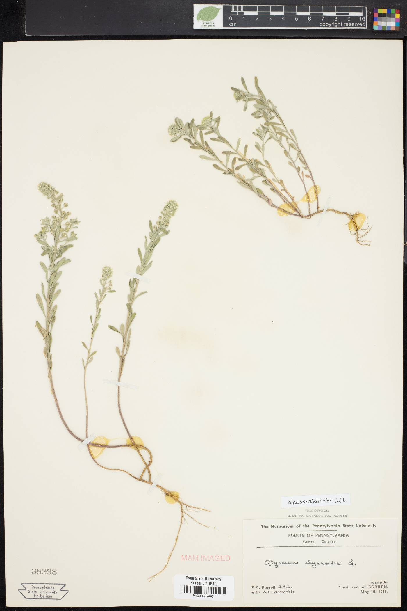 Alyssum alyssoides image