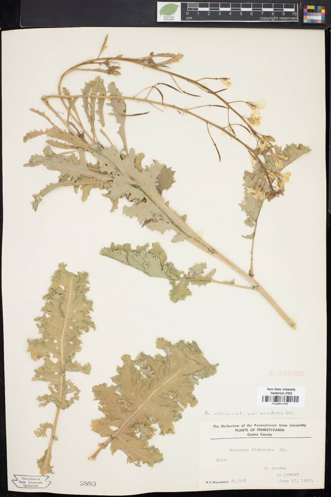 Brassica oleracea image